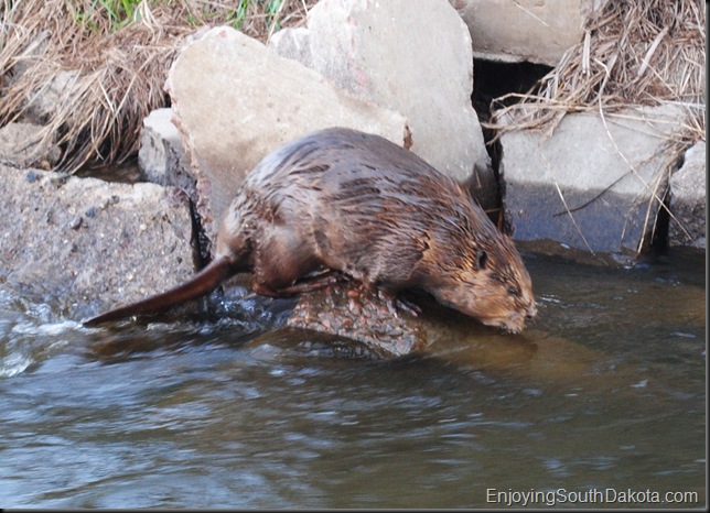 image beaver from south dakota