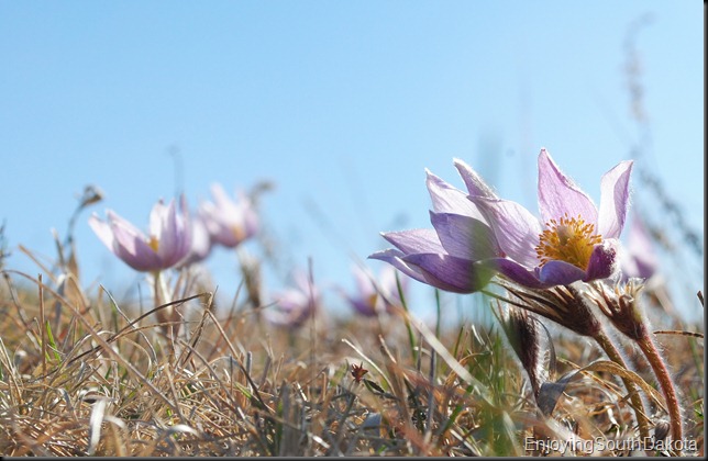 photo of pasqueflower, pairie crocus, anemone patens, pulsatilla hirstissima