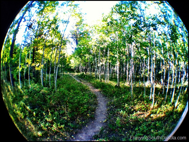 photo of aspen Rimrock Trail Spearfish Canyon, South Dakota Black Hills