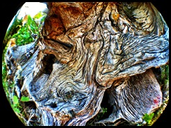 image of dead tree, spearfish canyon, south dakota black hills