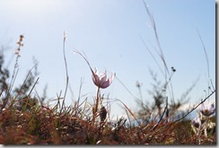 photo of the South Dakota State Flower